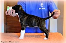 7 weeks